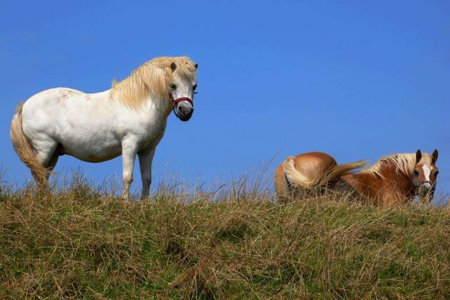 Westen/Aller Westen/Aller