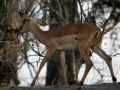 Impalas - Aepyceros