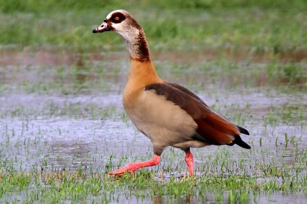 Gänsearten - Nilgans Gänsearten - Nilgans