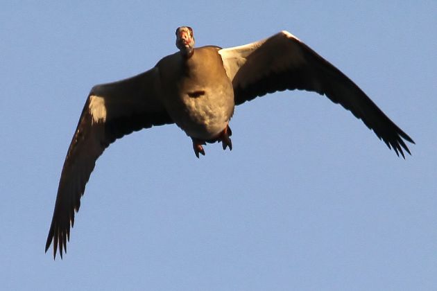Gänsearten - Nilgans Gänsearten - Nilgans