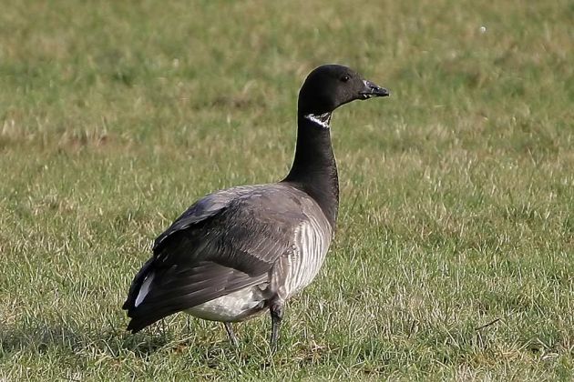 Gänsearten - Ringelgänse Gänsearten - Ringelgänse