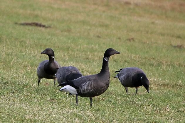 Gänsearten - Ringelgänse Gänsearten - Ringelgänse