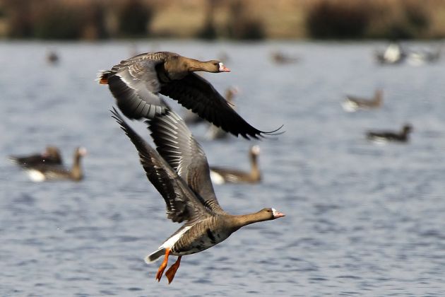 Gänsearten - Blässgänse Gänsearten - Blässgänse