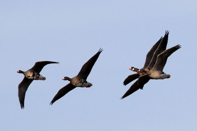 Gänsearten - Blässgänse Gänsearten - Blässgänse