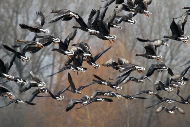 Gänsearten - Blässgänse Gänsearten - Blässgänse