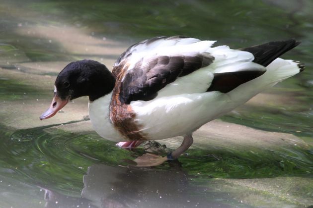 Gänsearten - Brandgans Gänsearten - Brandgans