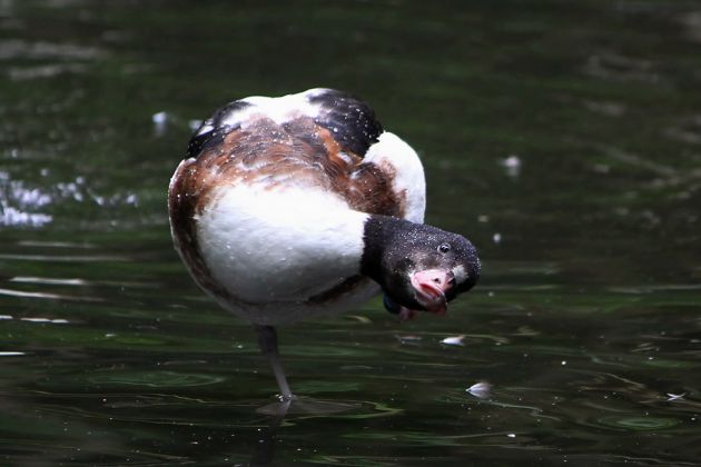 Gänsearten - Brandgans Gänsearten - Brandgans