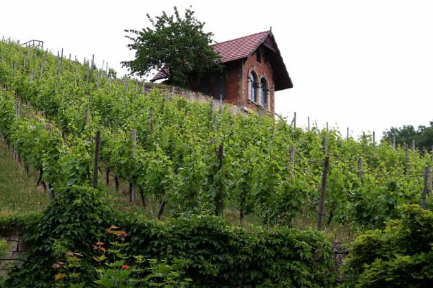 Freyburg an der Unstrut - Weinberg Freyburg an der Unstrut - Weinberg