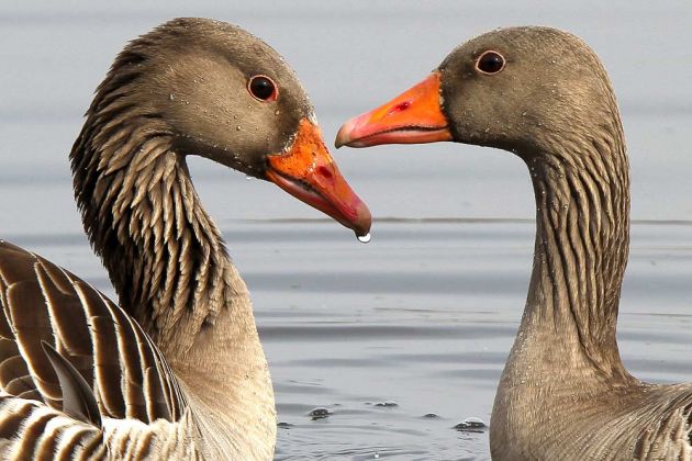 Gänsearten - Graugänse Gänsearten - Graugänse