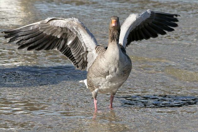 Gänsearten - Graugänse Gänsearten - Graugänse