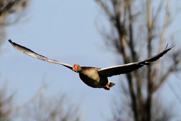 Gänsearten - Graugänse Gänsearten - Graugänse