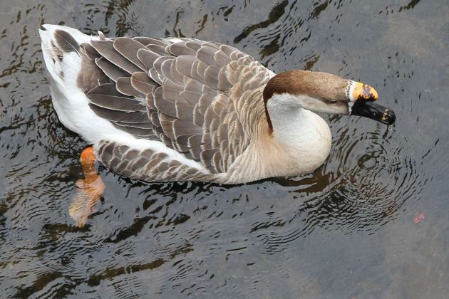 Gänsearten - Höckergans Gänsearten - Höckergans
