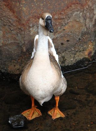 Gänsearten - Höckergans Gänsearten - Höckergans