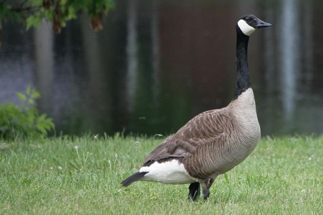 Gänsearten - Kanadagans Gänsearten - Kanadagans