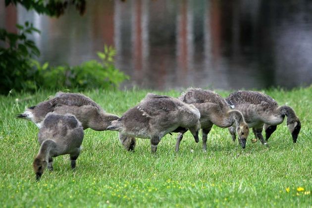 Gänsearten - Kanadagans Gänsearten - Kanadagans