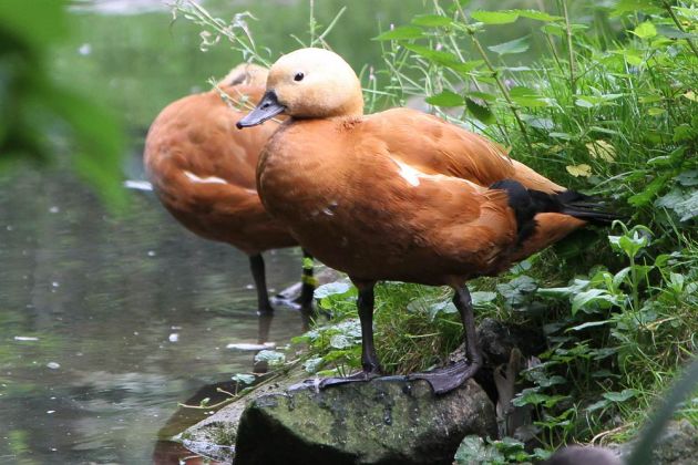 Gänsearten - Rostgänse Gänsearten - Rostgänse