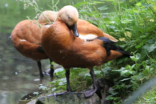 Gänsearten - Rostgänse Gänsearten - Rostgänse