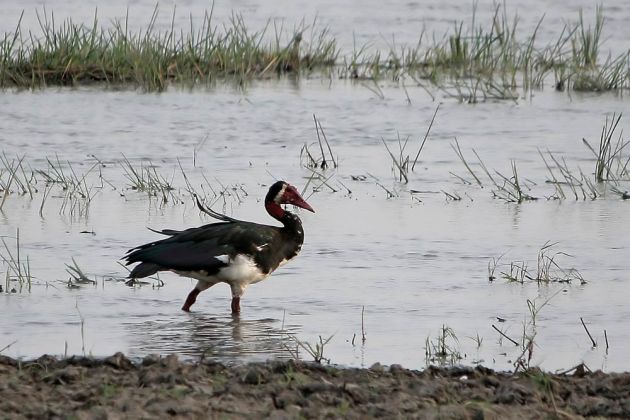 Gänsearten - Sporengans Gänsearten - Sporengans