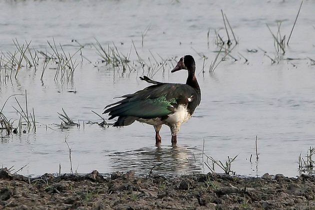 Gänsearten - Sporengans Gänsearten - Sporengans