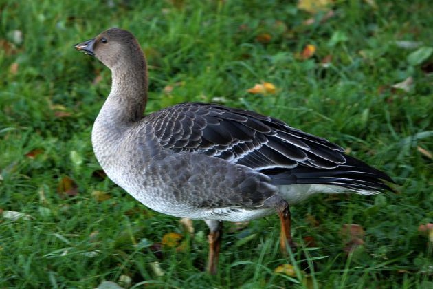 Gänsearten - Tundra-Saatgans Gänsearten - Tundra-Saatgans