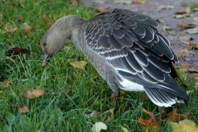 Gänsearten - Tundra-Saatgans Gänsearten - Tundra-Saatgans