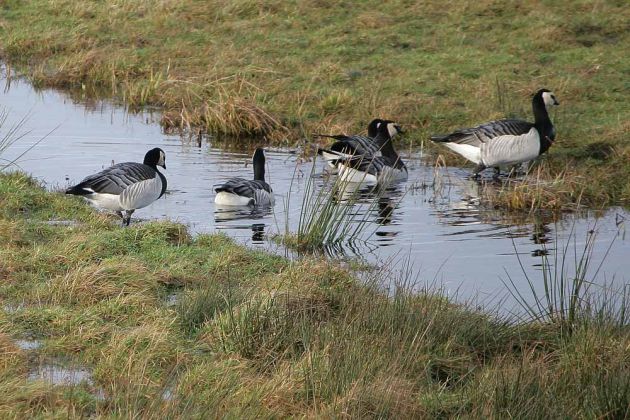 Gänsearten - Weisswangengänse Gänsearten - Weisswangengänse