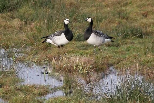 Gänsearten - Weisswangengänse Gänsearten - Weisswangengänse