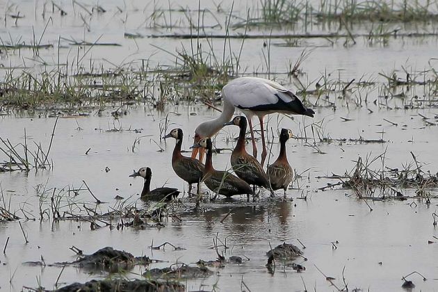 Gänsearten - Witwenpfeifgänse Gänsearten - Witwenpfeifgänse