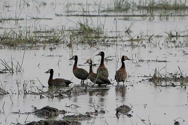 Gänsearten - Witwenpfeifgänse Gänsearten - Witwenpfeifgänse