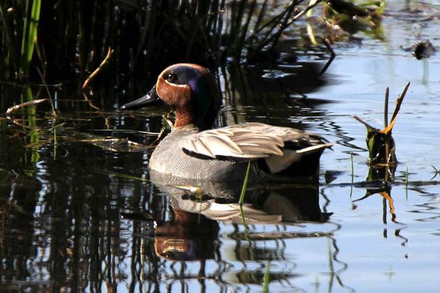 Krickenten-Erpel - Anas crecca Krickenten-Erpel - Anas crecca