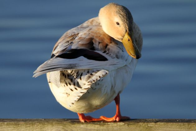 Hybrid-Ente am Steinhuder Meer Hybrid-Ente am Steinhuder Meer