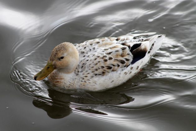 Hybrid-Ente am Steinhuder Meer Hybrid-Ente am Steinhuder Meer