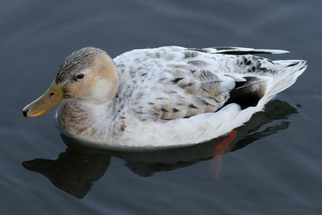Hybrid-Ente am Steinhuder Meer Hybrid-Ente am Steinhuder Meer
