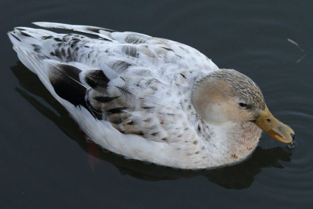 Hybrid-Ente am Steinhuder Meer Hybrid-Ente am Steinhuder Meer