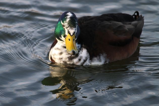 Hybrid-Enten-Erpel am Steinhuder Meer Hybrid-Enten-Erpel am Steinhuder Meer