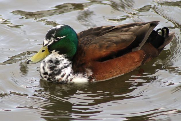 Hybrid-Enten-Erpel am Steinhuder Meer Hybrid-Enten-Erpel am Steinhuder Meer