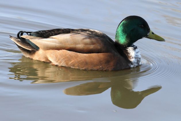 Hybrid-Enten-Erpel am Steinhuder Meer Hybrid-Enten-Erpel am Steinhuder Meer