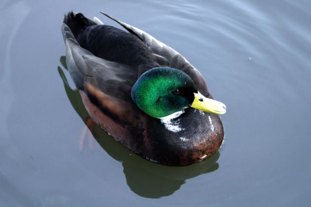Hybrid-Enten-Erpel am Steinhuder Meer Hybrid-Enten-Erpel am Steinhuder Meer