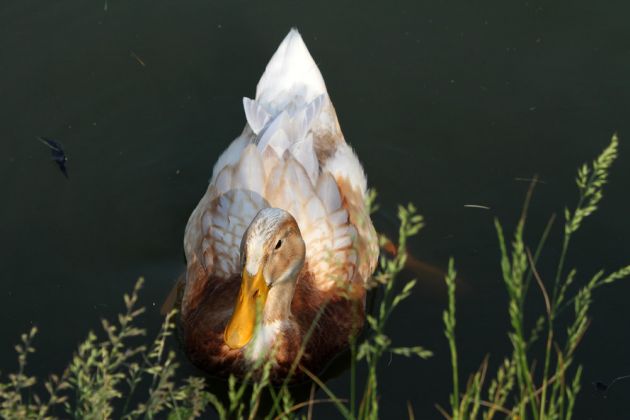 Hybrid-Ente Hybrid-Ente