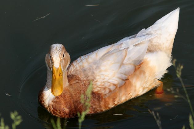 Hybrid-Ente Hybrid-Ente