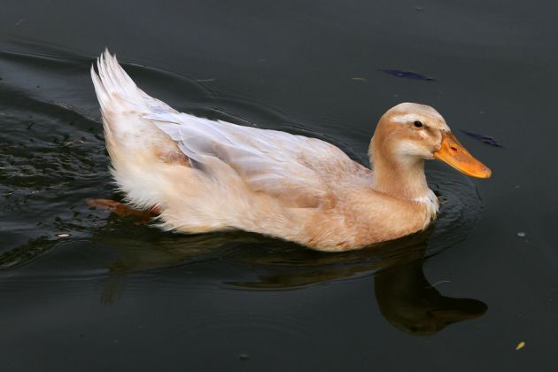 Hybrid-Ente Hybrid-Ente