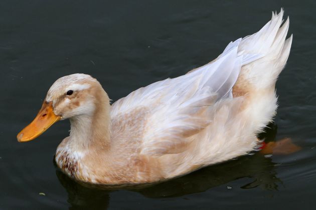 Hybrid-Ente Hybrid-Ente