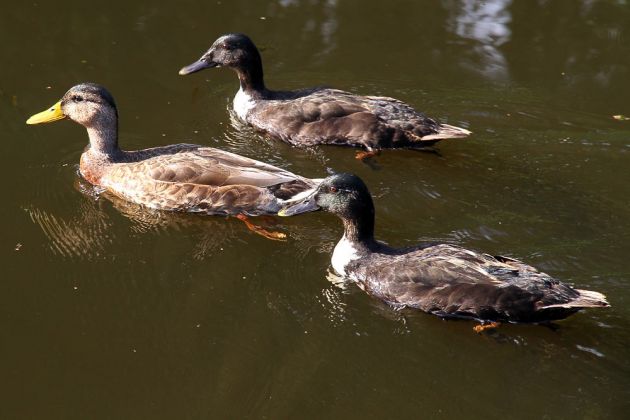 Hybrid-Enten auf der Ise bei Gifhorn Hybrid-Enten auf der Ise bei Gifhorn