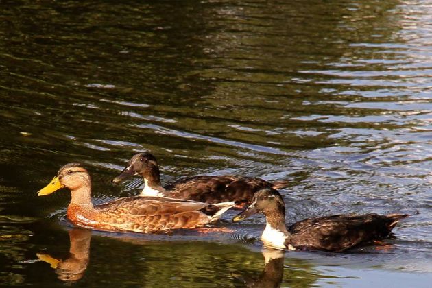 Hybrid-Enten auf der Ise bei Gifhorn Hybrid-Enten auf der Ise bei Gifhorn