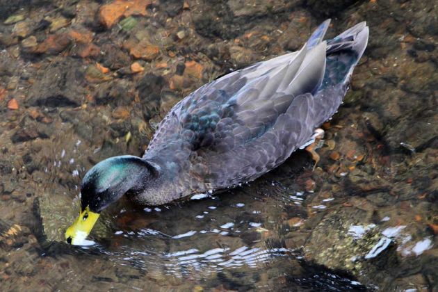 Hybrid-Enten-Erpel auf der Ilmenau in Lüneburg Hybrid-Enten-Erpel auf der Ilmenau in Lüneburg