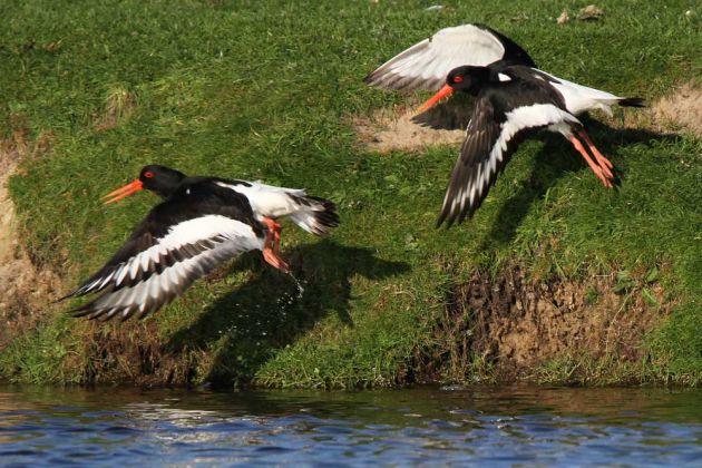 Vögel in Holland - Austernfischer