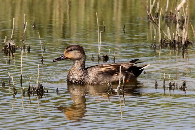 Vögel in Holland - Stockente, weiblich Vögel in Holland - Stockente, weiblich