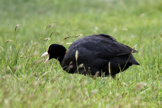Vögel in Holland - Blässhuhn, Blässralle Vögel in Holland - Blässhuhn, Blässralle