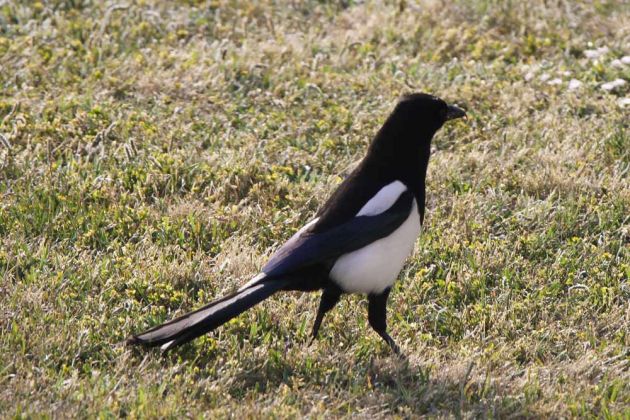 Vögel in Holland - Elster Vögel in Holland - Elster