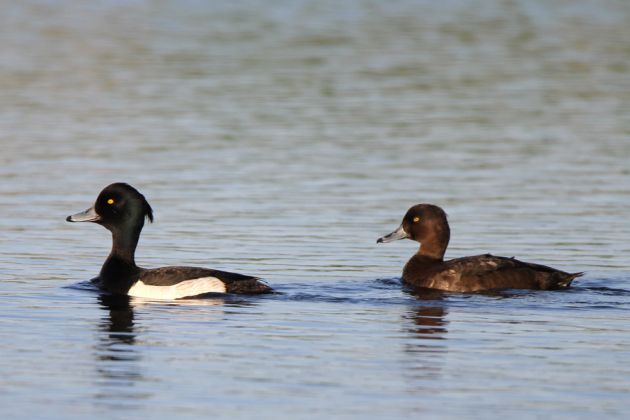 Vögel in Holland - Reiherenten Vögel in Holland - Reiherenten